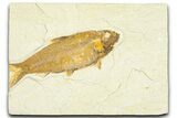 Detailed Fossil Fish (Knightia) - Wyoming #367435-1